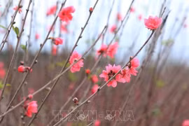 组图：日新桃花盛开 喜迎2022年寅虎年