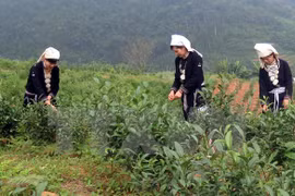 宣光省纳杭县强力推进山雪茶品牌树立