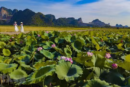 组图：荷花盛放之季 宁平古都美不胜收
