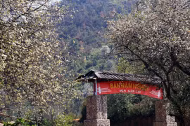 栘果花染白西北山区