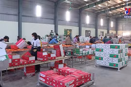 着力扩大越南农产品出口市场 打造新增长引擎
