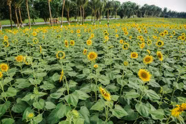 组图：ECOPARK 向日葵花园多彩缤纷迎秋天