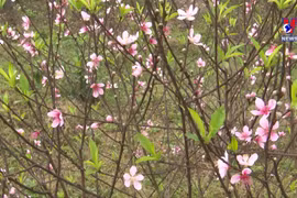 河静省桃花首府进入收获季 桃花市场一片熙熙攘攘