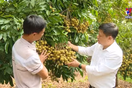 山罗省多措并举为龙眼寻找销路