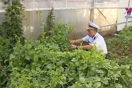 长沙群岛上的绿色渴望