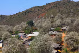 组图：栘果花染白山罗省山丘