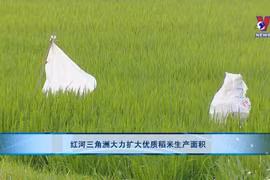 红河三角洲大力扩大优质稻米生产面积