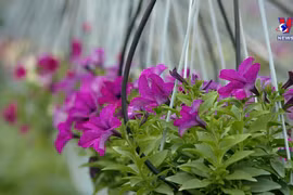 岘港市花园年味浓 喜气洋洋度春节