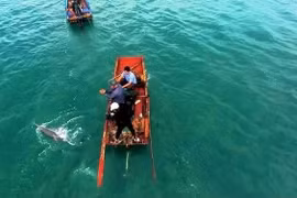 广宁省姑苏海域经常出现海豚