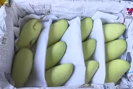 实现市场多样化 越南水果出口的可持续发展方向