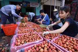 通过金城口岸向中国出口3400吨早熟荔枝