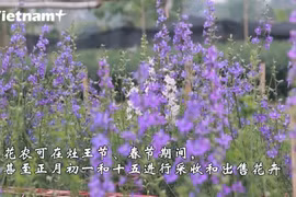 西就花农忧心春节花卉提前开放 售价不及预期