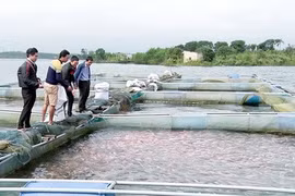 和平省高峰县在有效展开水库网箱养鱼模式