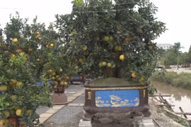造访为辛丑年新春市场服务的柚子园