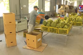 越南对中国出口榴莲猛增