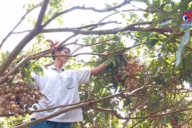 北江向澳大利亚市场出口首批新鲜龙眼