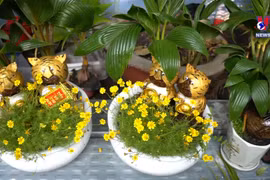 壬寅春节虎形椰子树盆栽走俏市场