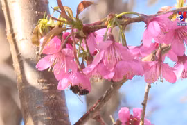 2022年木江界桃花节吸引大批游客前来旅游观光