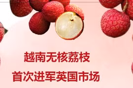 互动图表：首次进军英国市场的越南无核荔枝颇受欢迎
