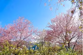 粉嫩的野桃竞相绽放 花浓浓春色染山林