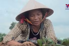 洪灾退后广平省农民一直努力恢复生产