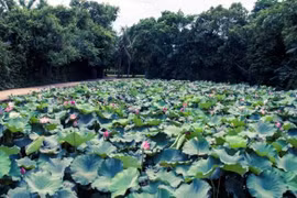 五月份探访胡伯伯古乡——莲花村