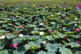 河内市美丽奇特的莲花池颇受人们的喜爱