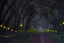 菊芳国家公园推出独特的夜间观赏萤火虫和珍稀动物旅游线路。图自互联网