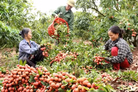 兴安省早熟杂交荔枝即将进入收获期