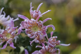 河内市古菊花园里一场菊花盛宴迎新春