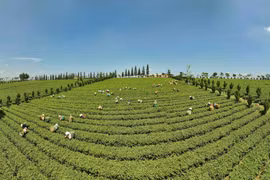 组图：林同省致力促进茶业可持续发展