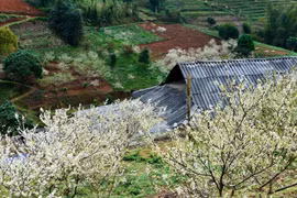 组图：河江省岩石高原的李花怒放一树白