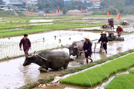 组图：和平省芒族人的开夏节（即下田节）