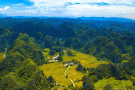 宁平省金色稻田环绕泰韦古寺的美景(组图）