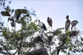 越南生物多样性位居世界16位