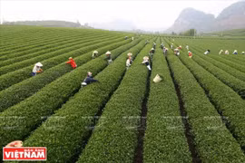 山罗省富有特色的农业旅游模式 
