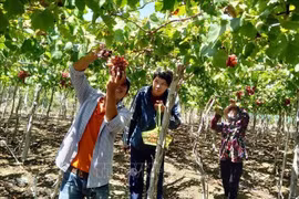 宁顺省多措并举提升社区旅游的吸引力 