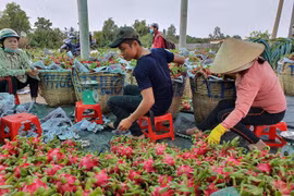 2022年前8月越南蔬果对中国出口额达10亿美元