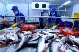 疏通水产品出口市场堵点