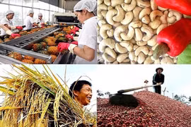 植物保护局：2022年是越南农产品进军外国市场大获成功的一年