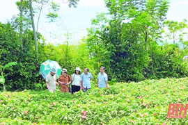 清化省大力开发各种农特产品 助力提高当地农民的收入水平