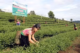 莱州省茶业努力开拓中东、北非和南亚市场