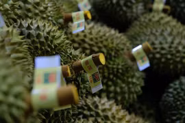 林同省向中国出口首批逾70吨榴莲