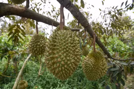 越南建立出口到中国的榴莲种植区和包装厂