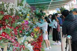 大叻花卉空间和国际花卉及树木展正式开放