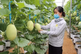 高科技助推宁顺省现代农业发展
