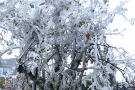 越南北部和北中部出现严寒天气 北部高山区局地气温在0摄氏度以下