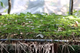 山罗省少数民族同胞靠种植玉灵人参消除贫困 