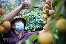 泰国中央集团（Central Retail）将销售约1000吨的北江省陆岸荔枝