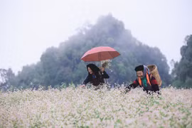 2022年第八届荞麦花节将于11月底在河江省举行